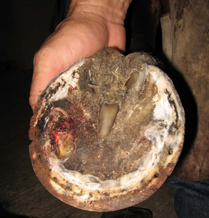 Four Common Hoof Problems For Horses