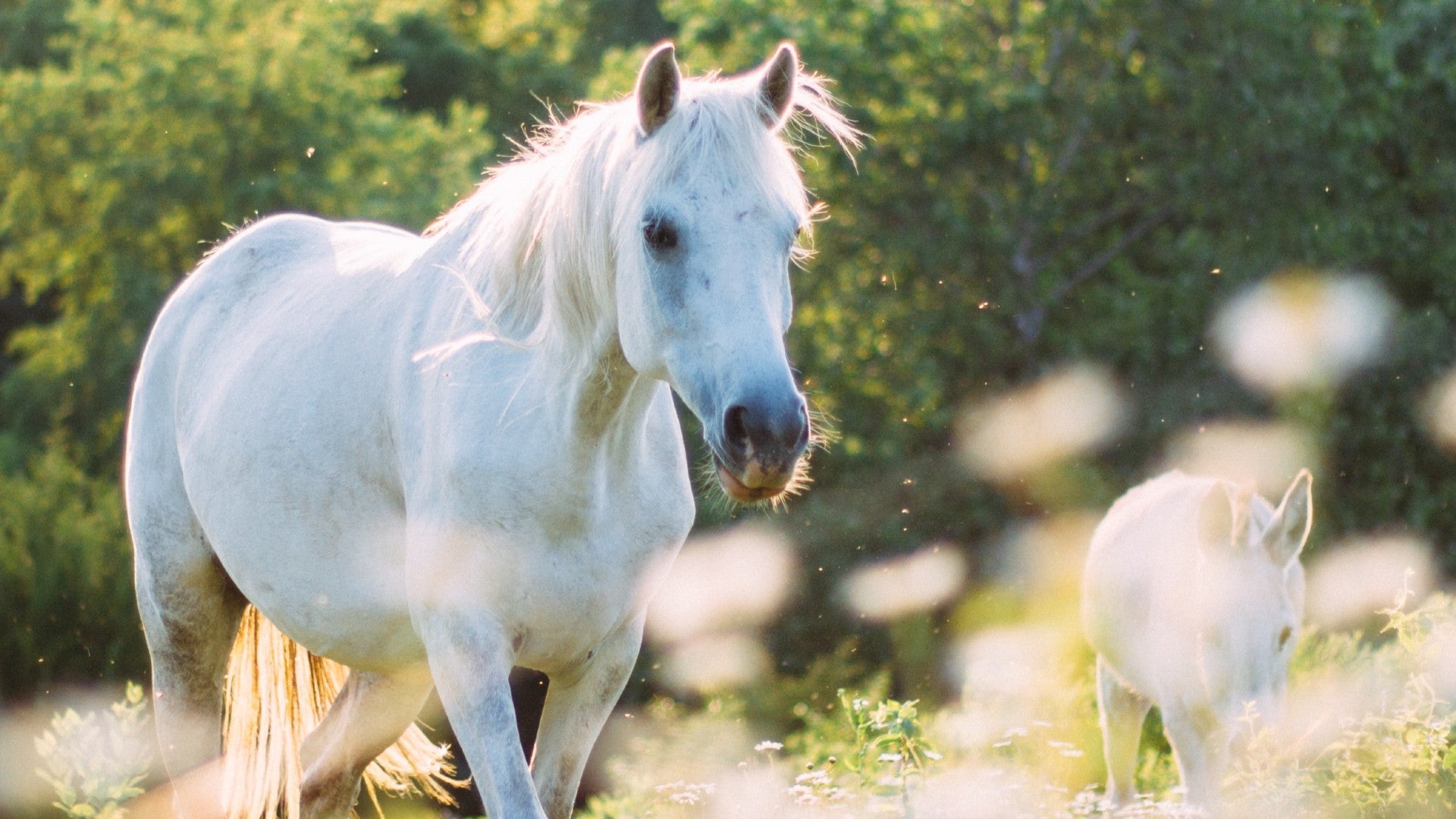 The Biggest Summer Hoof Trimming Challenge