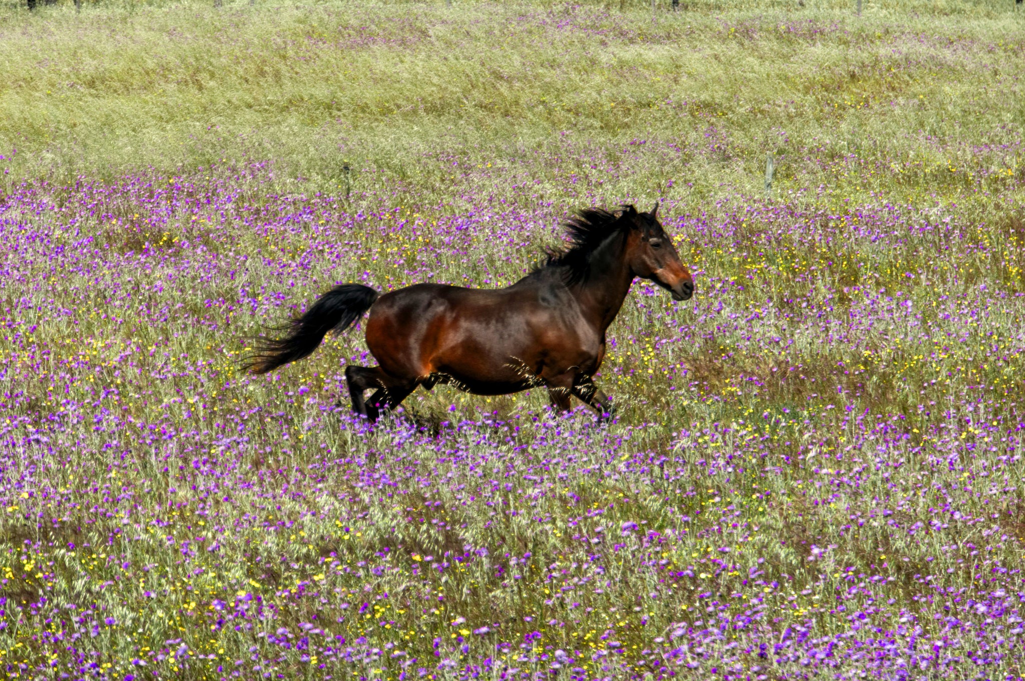 Spring into Healthy Hooves