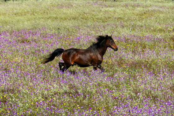 Spring into Healthy Hooves