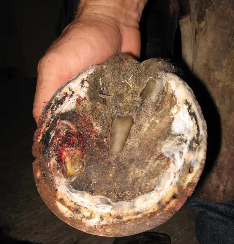 Four Common Hoof Problems For Horses | Hoof Trimmer Supply