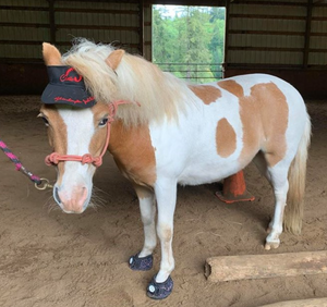 Are hoof boots right for your mini horse?