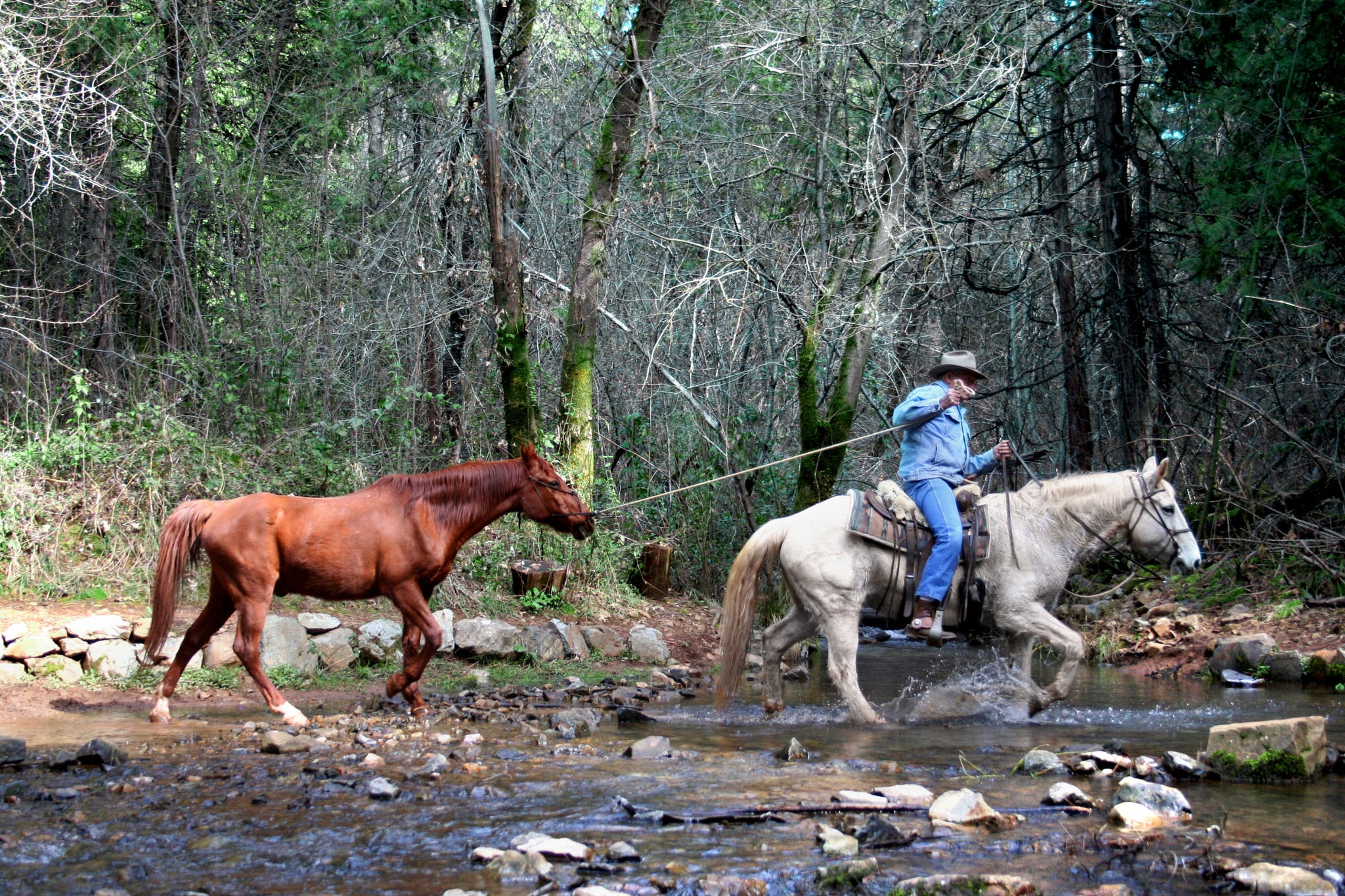 Trail Ride Essentials