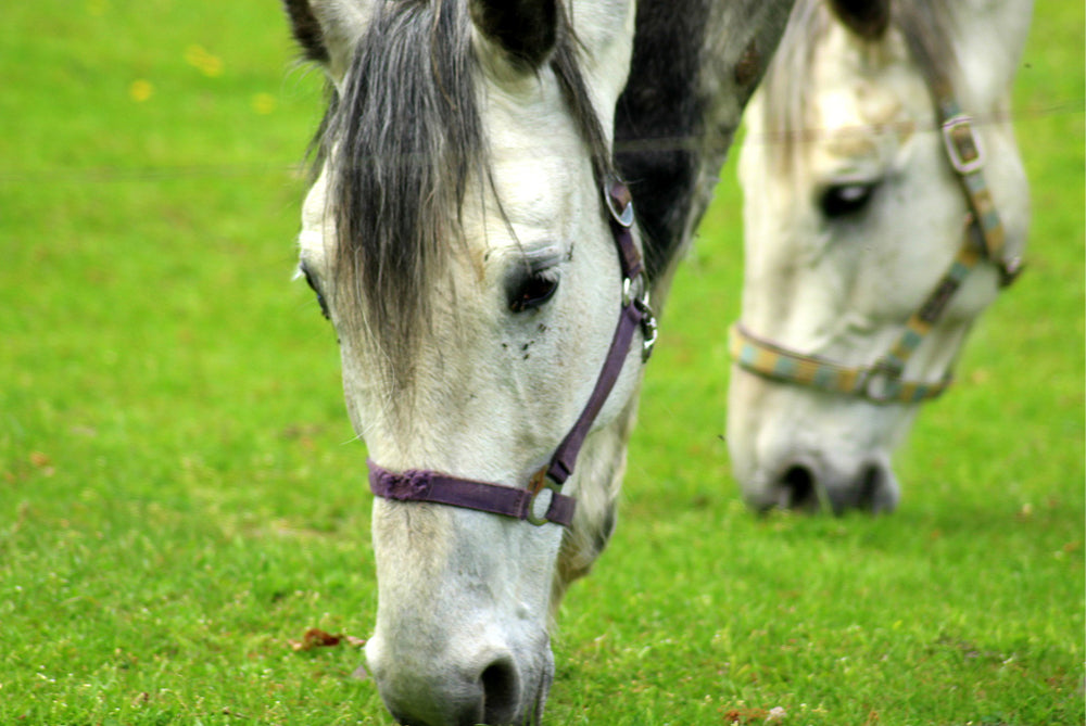 What are the most important steps owners can take in preventing laminitis if their horse is at risk?
