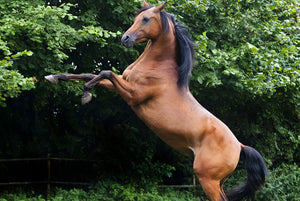 A barefoot horse will wear his feet down to nubs on rough surfaces?