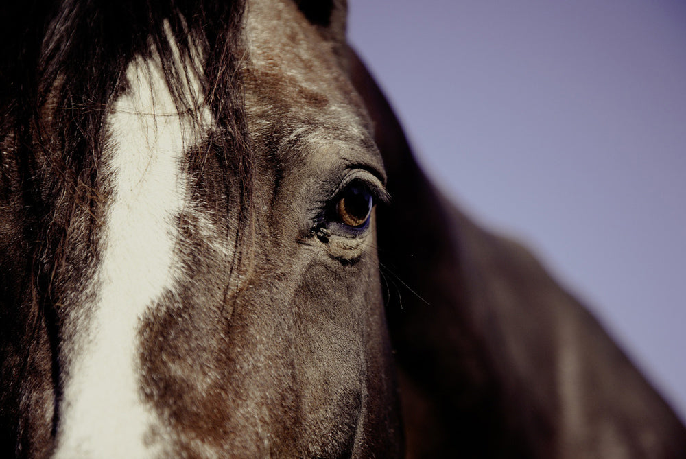When a horse develops acute laminitis, what are your hoof care recommendations?