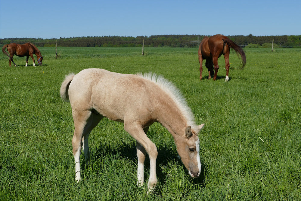 Does Barefoot just means you pull the shoes?