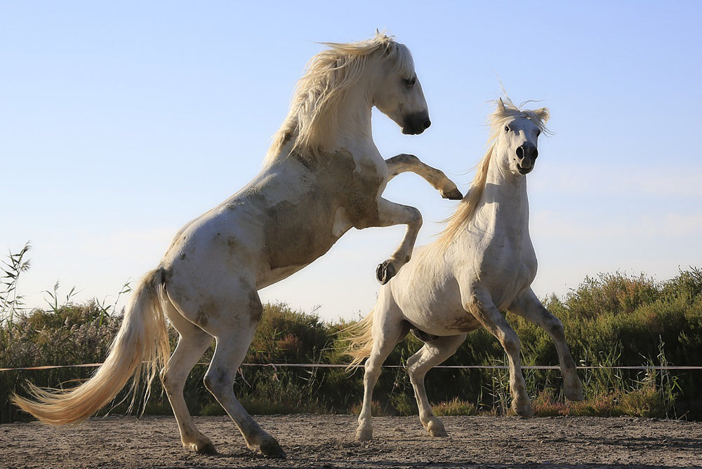 Why barefoot doesn’t work for horses?