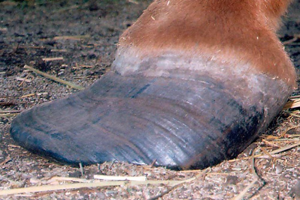 Horses with navicular or founder can’t go barefoot?