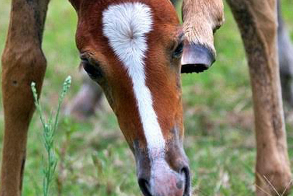 How does one know if they’re trimming frequently enough?
