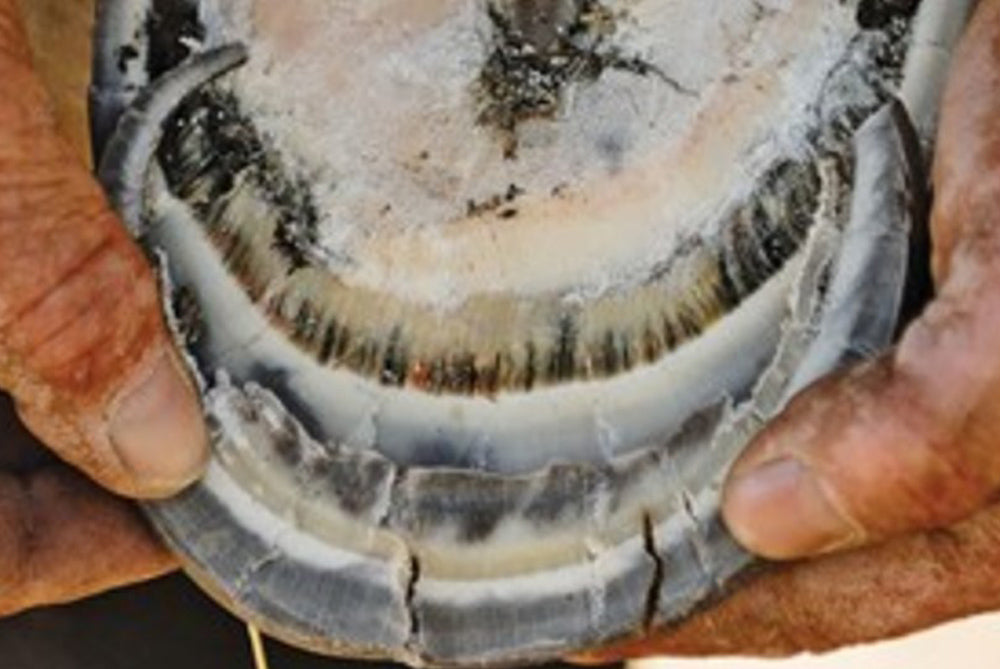 What role does proper hoof care play in preventing laminitis?