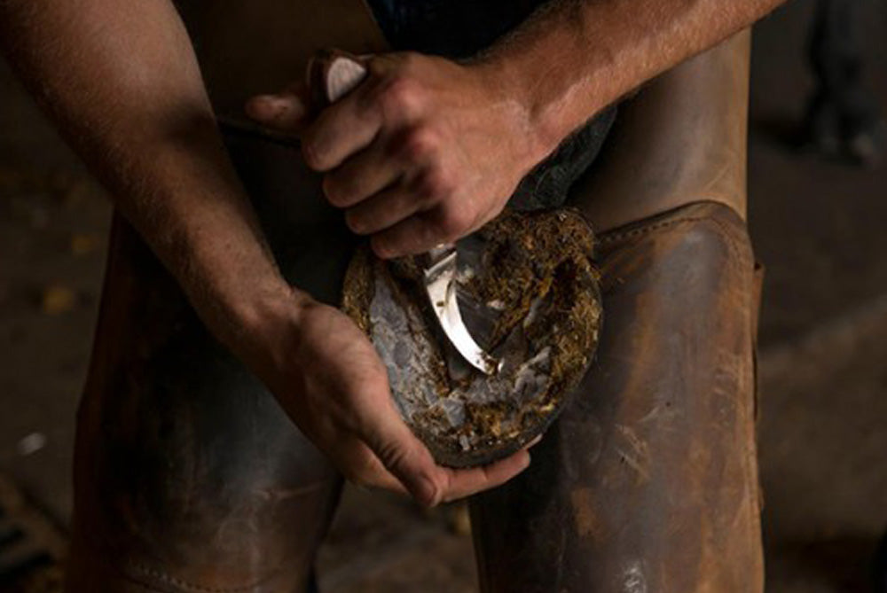 What are you looking for when you watch a horse walk/trot prior to shoeing?