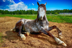 Barefoot horses are more prone to slipping/ have trouble with traction?