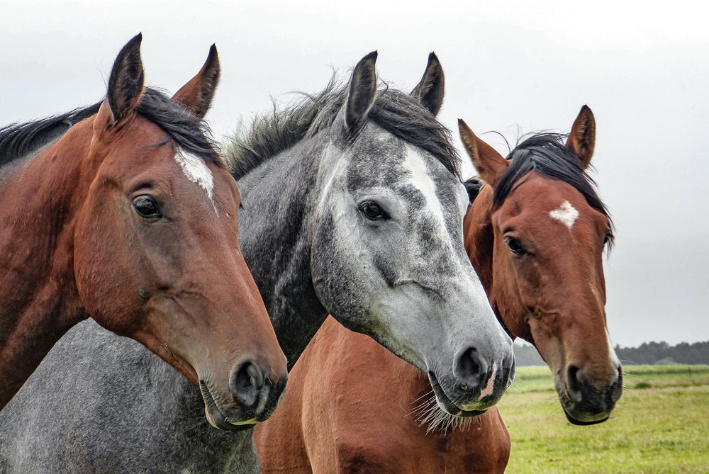 Barefoot horses can’t be ridden over rocks?