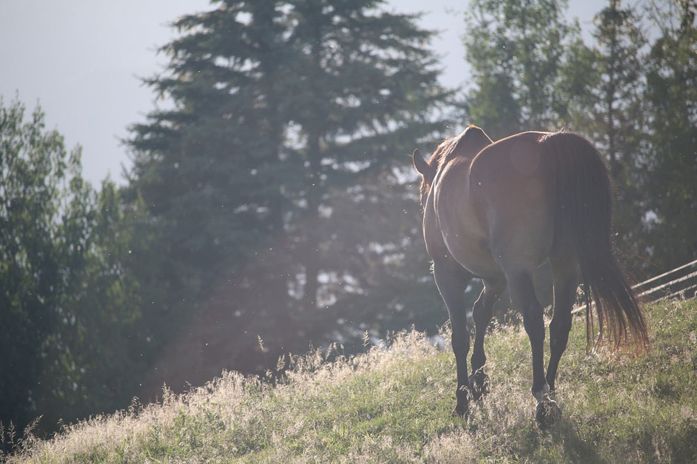 Signs of Sickness – How to read your horse’s behavior