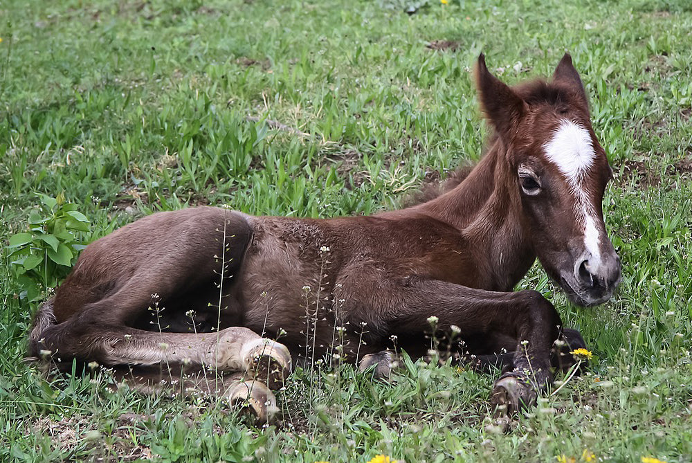 Protect Your Horse From Pigeon Fever