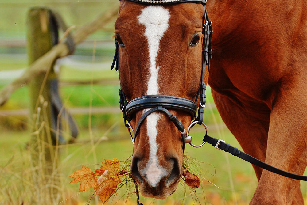 Prevention and Relief of Navicular Problems